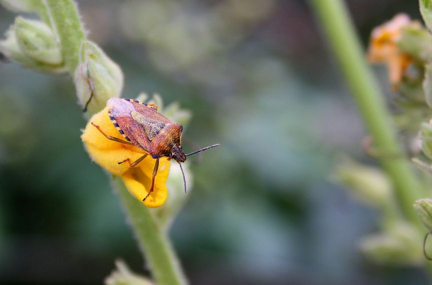 Pentatomidae: Carpocoris pudicus della Lombardia (MI)